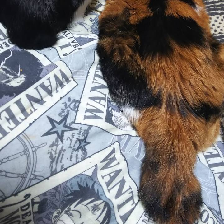 66ca7f93 de20 4429 a7c5 b82cddd88ff0 1570398911586