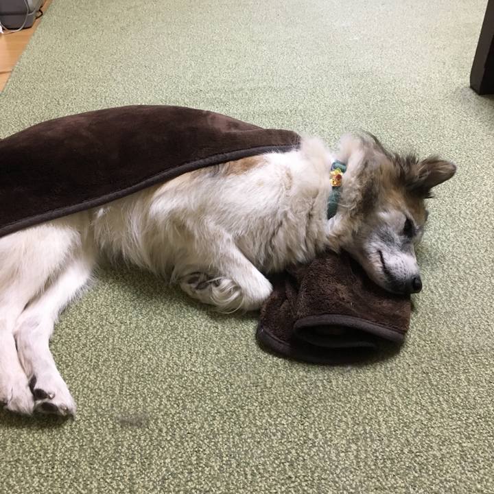 66ccbc6a a800 4073 a82d e251da3be3fe 1513037783133