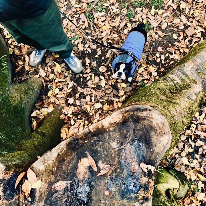 66cd402a 22c0 48da 80f8 ce33432cdf4a 1511520573904