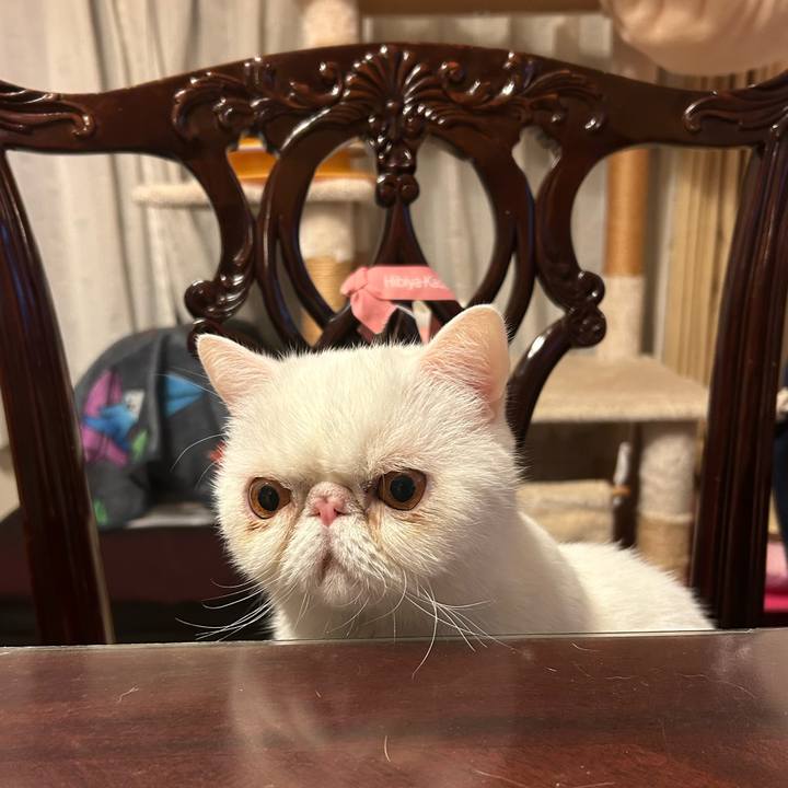 66cd8265 82c6 42f5 abe5 772cb0cf5a9c 1731664437510