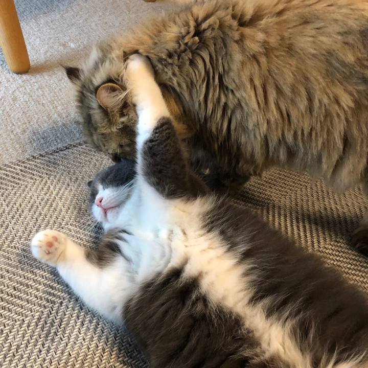 66cf1dab a60d 4ae8 a448 43d40b15a402 1567559507142