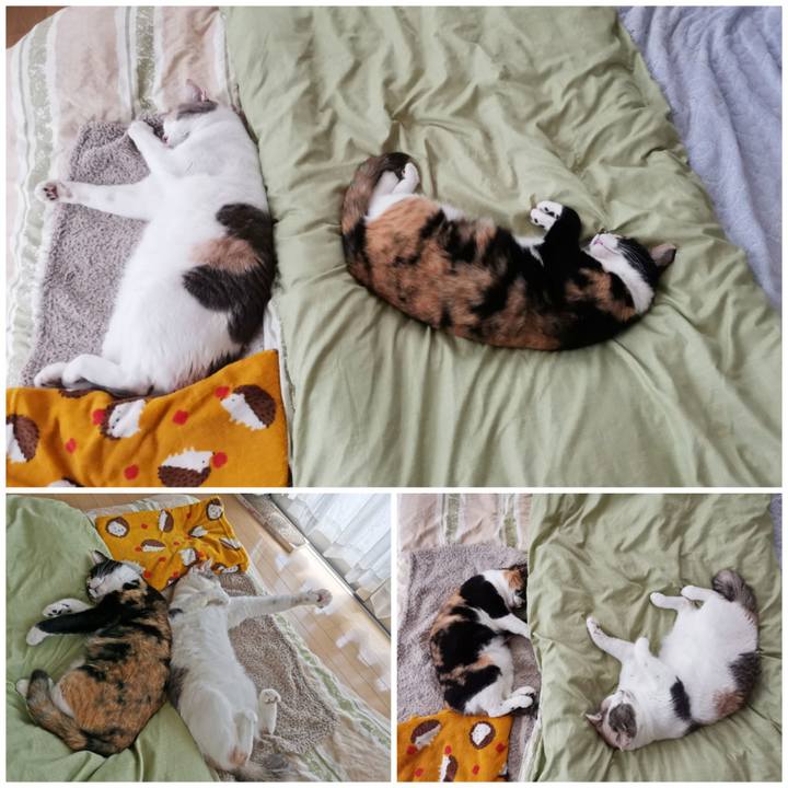 66cf974c ac73 4e80 9384 32414ea07a31 1649908757804