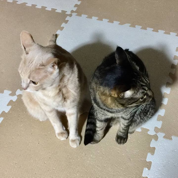 66d0610e a514 489f 9864 f5358910e73d 1508758317216