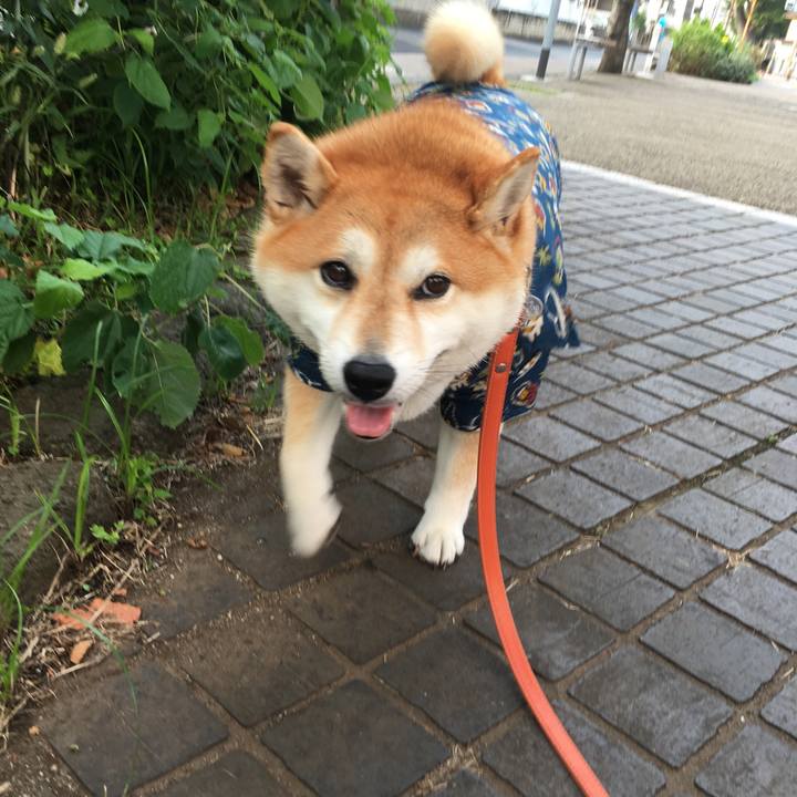 66d0dc99 d6bf 47ee afae d4a0f9b787bf 1567288572509