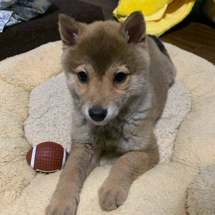 66d35de7 0540 4a06 8b46 e911289e79d2 1617279105057