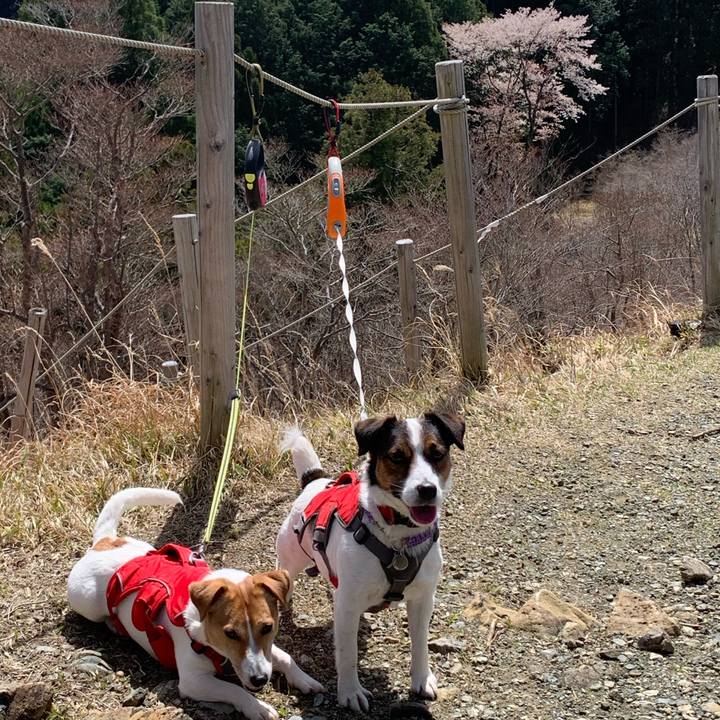 66d4372d e1e8 4d24 8c6c 2b5233b6c214 1584780747097