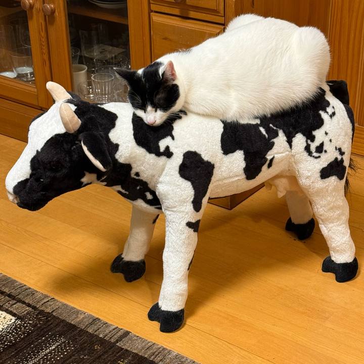 66d4e712 4a1f 44fd bf1e dba372e62e13 1771984194146