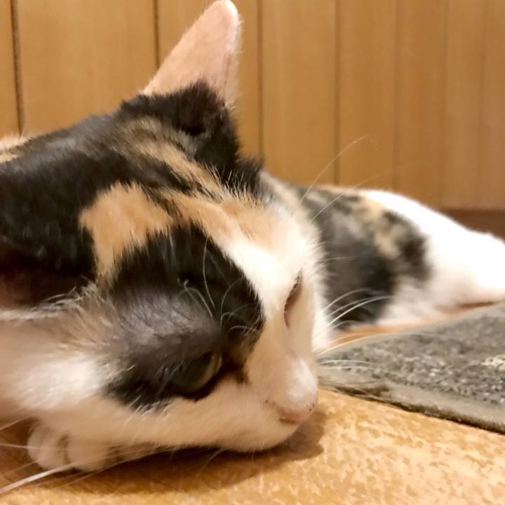 66d55068 45cd 47d1 a2c8 8d6b7cecfceb 1536111454941