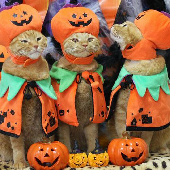 66d6a1c7 d03a 4c7d 81ce 5d3bcb3630a9 1572491767183