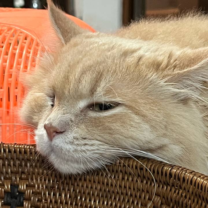 66db7425 c598 4d12 8d39 0fb4705f03b7 1768002030732