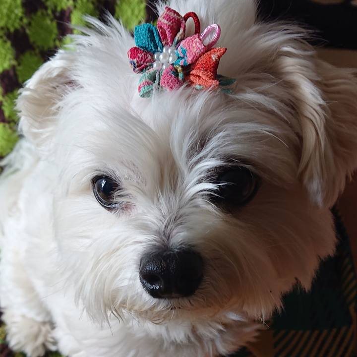 66df79da f9eb 4db5 845f 2e1f58837b13 1586399494077