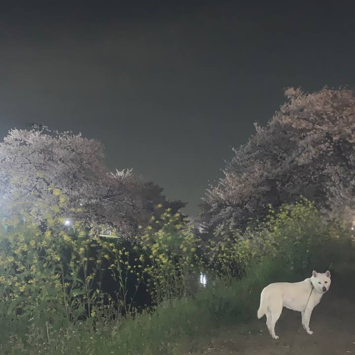 66e0dffc 1b13 4f06 b89b 843ba1fad714 1554723455460