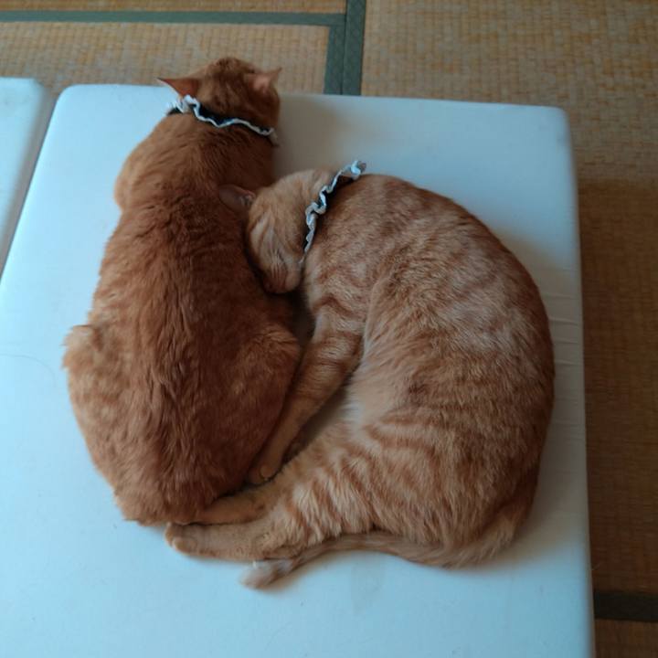 66e155b1 a2be 443f 9e8d 4278d552d7b5 1604922767548