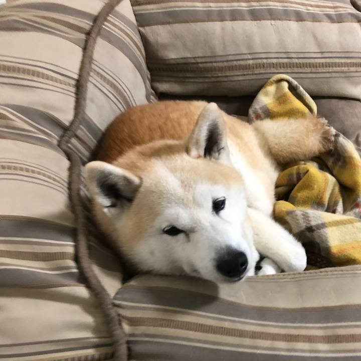 66e1c1ad 4cb7 43c3 94c1 3cebc76cd3d8 1553834968446