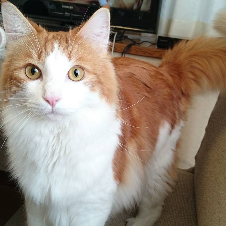 66e39da6 8871 40bc a3a7 088f1ab32f2d 1512613814108