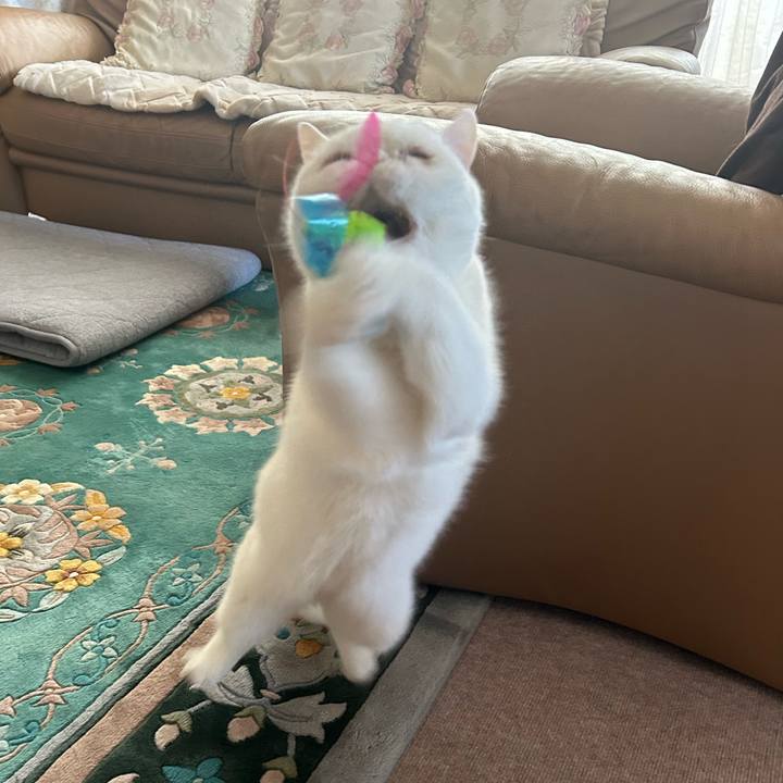 66eacf11 e08a 4471 9f00 8f9a2f60b461 1710379548975