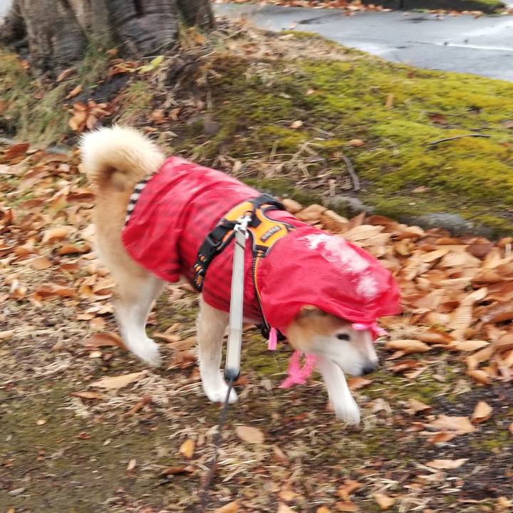 66ebbe50 93a0 4cc9 9a4a 0815c8140ed9 1668922812115