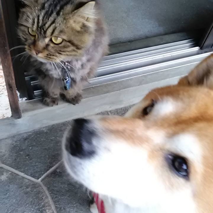 66ecdd28 03d3 43cc aa70 618a1f911c64 1617940278171