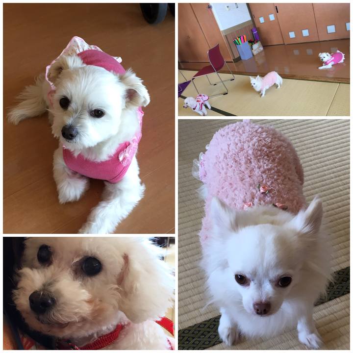 66f13d2c a9be 40b3 b07d ec32d84171c5 1544427888329