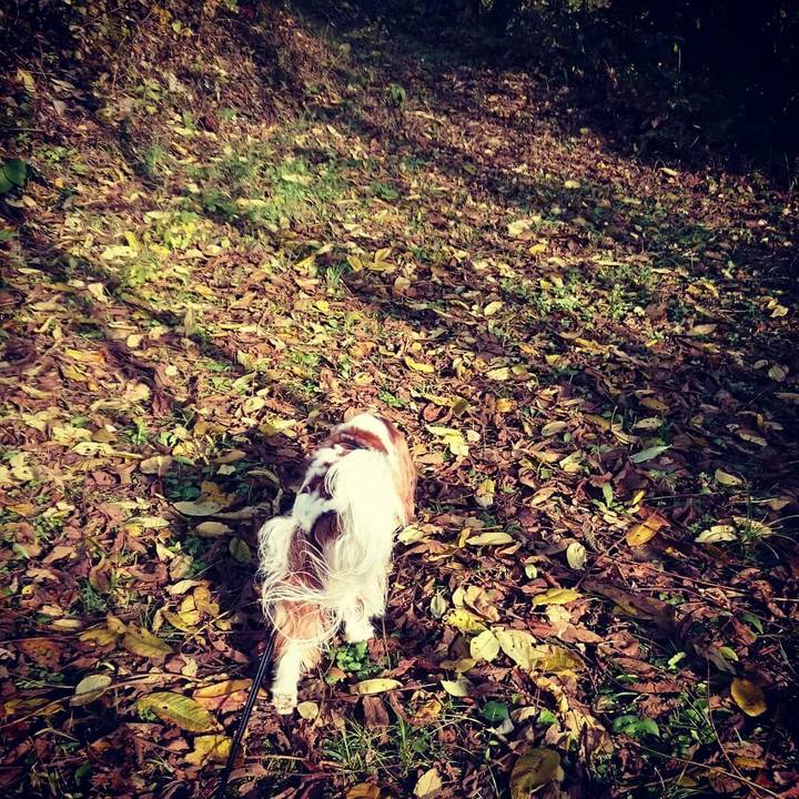 66f2cb26 f005 4399 a939 b9fdc4466e6d 1541923009313