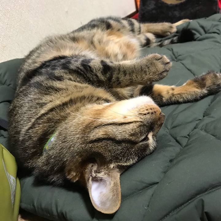 66f2feb3 e400 476d 9f4e cc665a7bdd4a 1586796790132