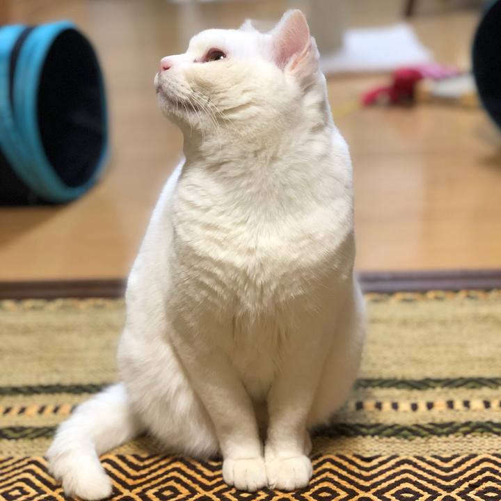 66f32884 7c6d 4ece 968e be3c7b1b4da8 1554987230567