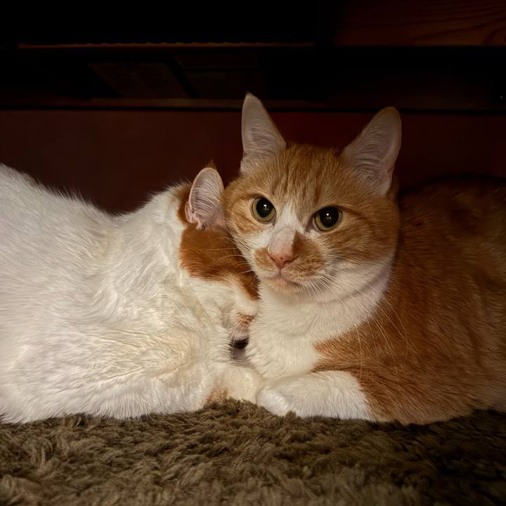 66f61ae9 5959 48b1 901e 0ea1be74dc0e 1770457169870