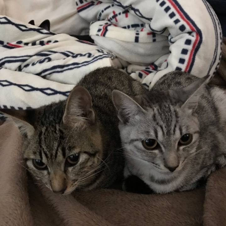 66f672b0 bf25 48e5 b904 ee5cd4c12df3 1573173632959