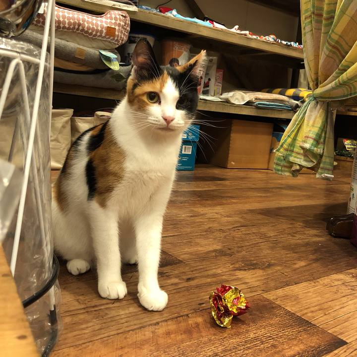 66fa30dc 4193 42f8 8ec3 7d24d00911d8 1597113336071