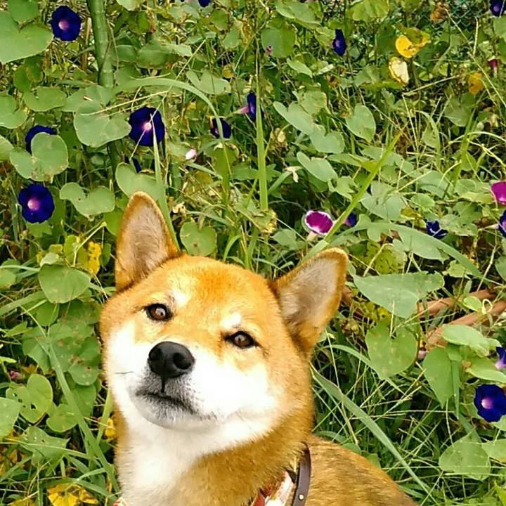 66fb3811 b135 4a7c a273 eed013bbf409 1538629716252