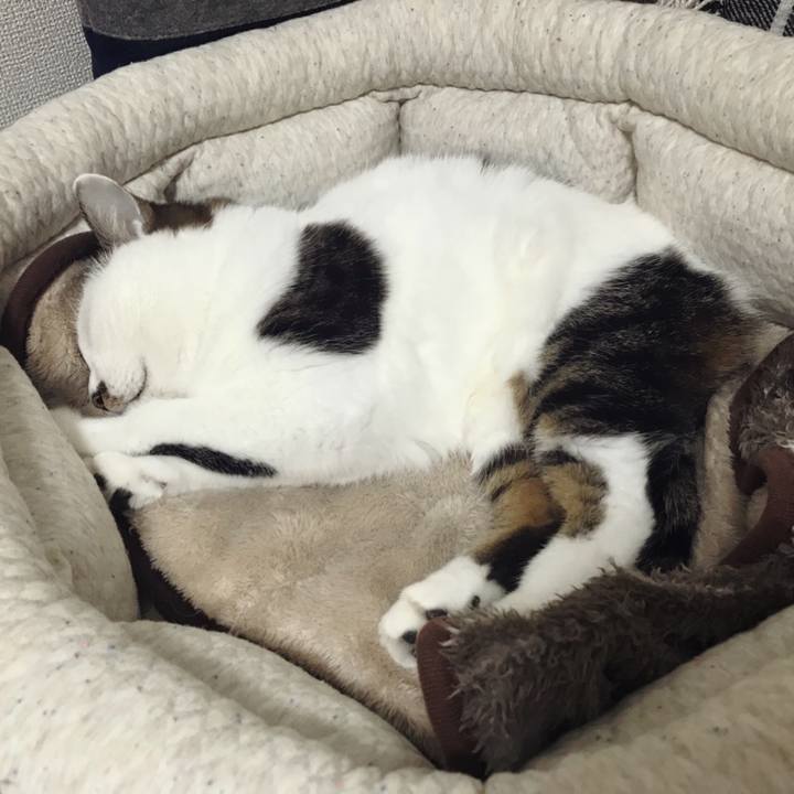 66fcc26a a7e7 41ad ae07 85355a28d3fb 1575627398486