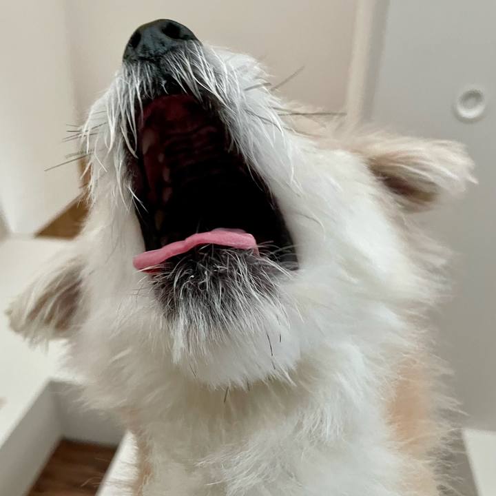 66fe6e23 73bb 4d3a 9024 cb1cccfeb253 1760653276190