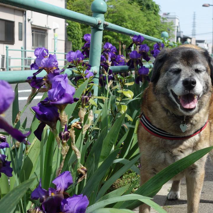 66ff6b89 8240 4f57 ae9a 16ee35dd6310 1525049732973