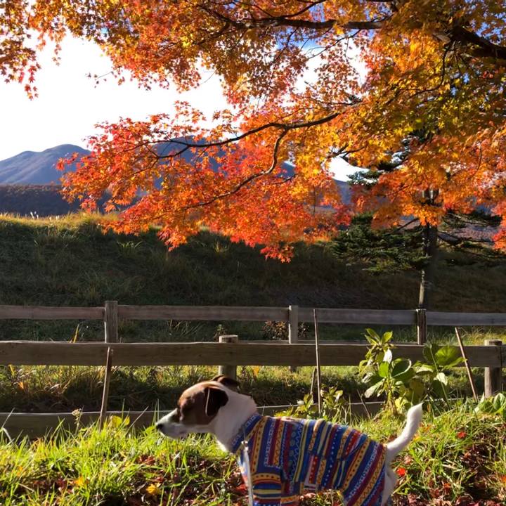 66ff779c e269 4eec ad40 db820ffc8791 1573727408562