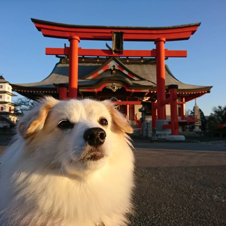 67005f46 67e9 4418 b482 9462836bed50 1511302672771