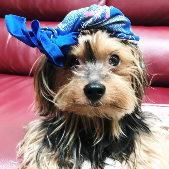 67069026 bdc8 427e a65c 72168d002344 1533360701864