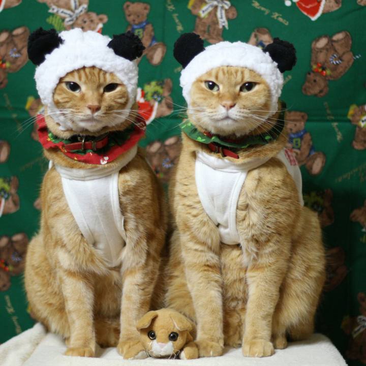 6706e5d3 0954 47b9 90ed 6aea71e62f35 1513610005374