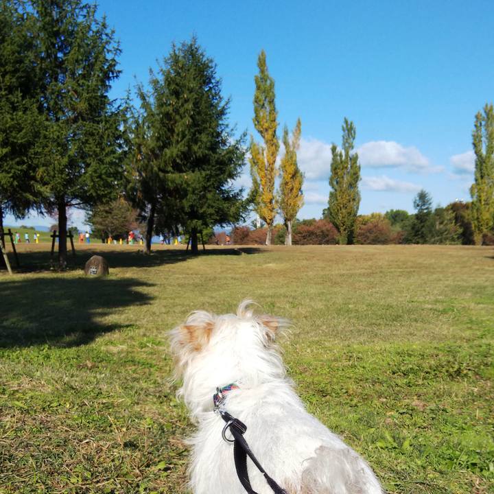 670787db a6df 479b bc1c 42f68cf063eb 1573355467802