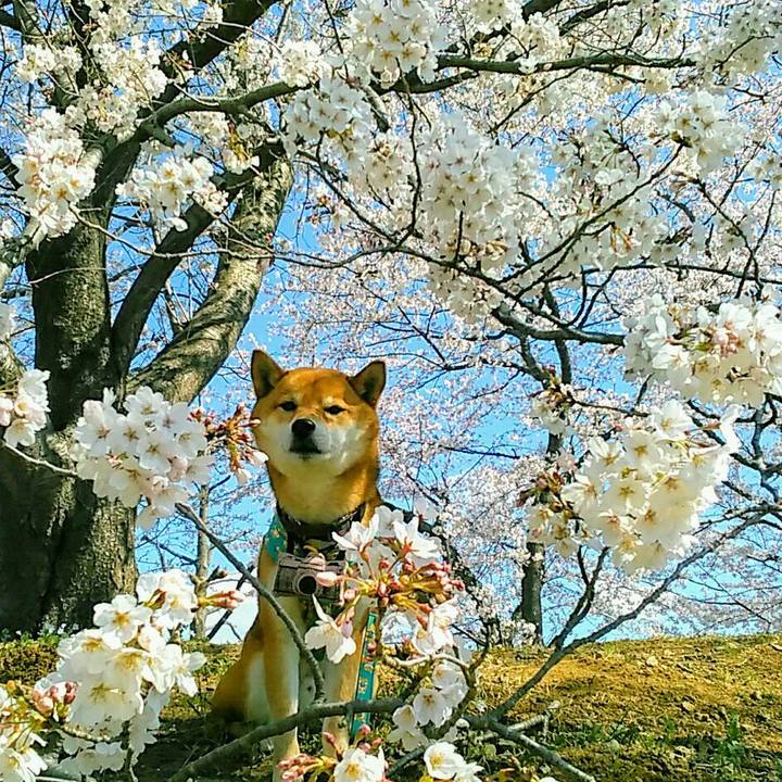 67090b17 b273 42a6 8af2 4fbe9d2975af 1554257282062