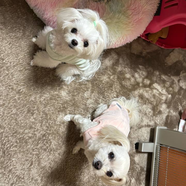 6714d6ef 68d9 4e4b abba 931c61b5ed05 1765097926725