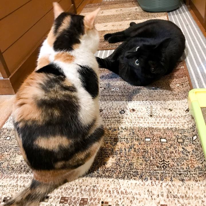 6724b8ea daef 44c0 ac6a bf893bb3745c 1524446111255