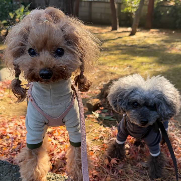 6729af6b 8be7 43dc 8865 8c563ad2bb5f 1765408729888