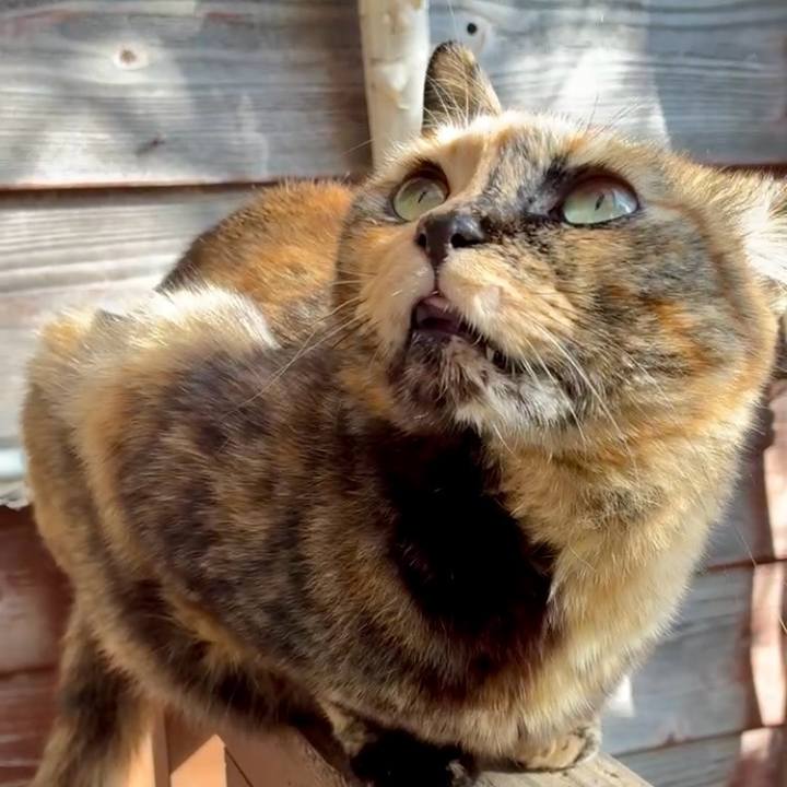 672b1bef 2be6 4808 a2bf 2a9f53321f54 1765094667358