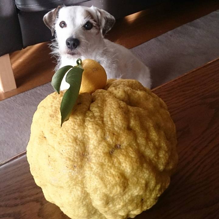 672b9f8d e32a 4c53 8d0a 05a653f0db1d 1513207192493