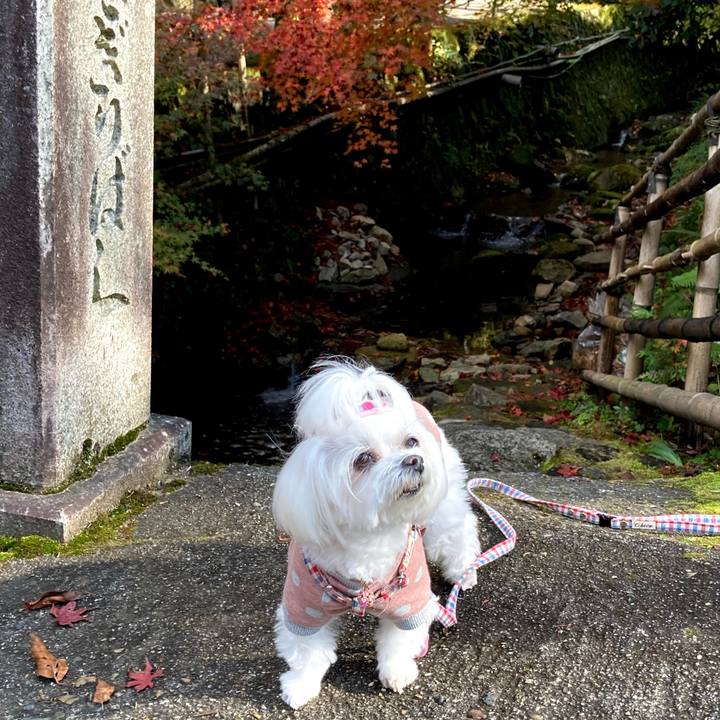 672e0f56 95ee 41cf bd47 769a9d4b65d1 1764989982263