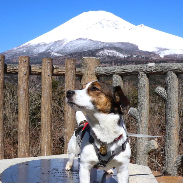 672f745b 4959 4374 9c32 bcd00c39e238 1552112643660