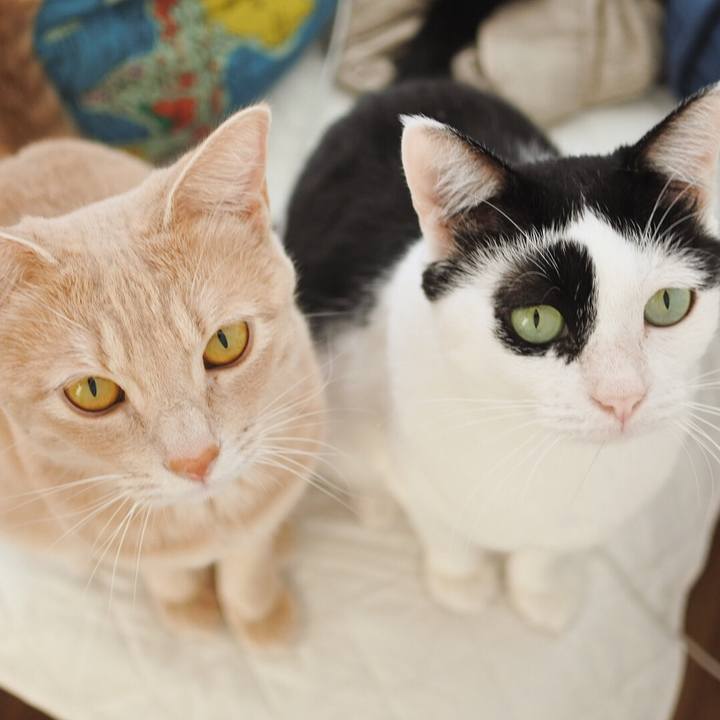 6730c4a0 e3b8 4048 9430 5a40e2688e85 1599230475618