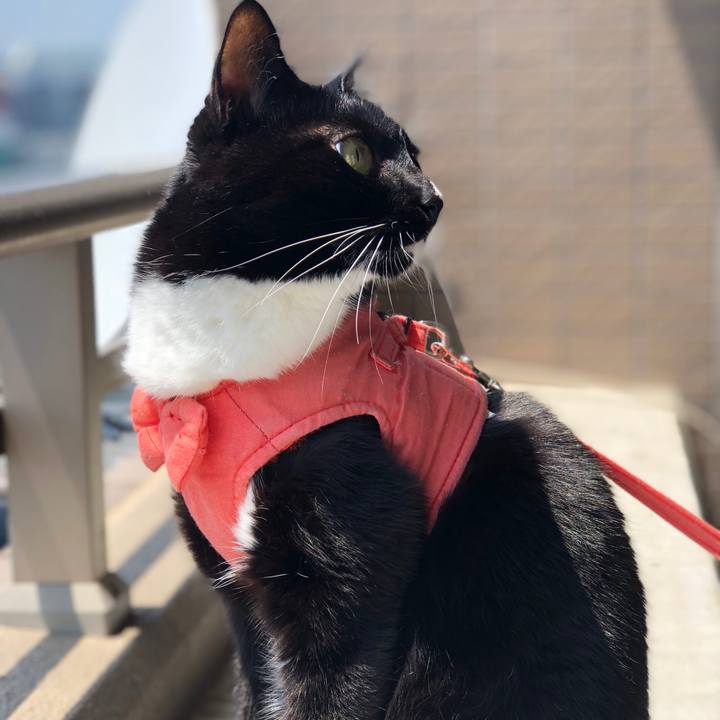 6732d714 e062 431d a721 8a350111beda 1525005803741