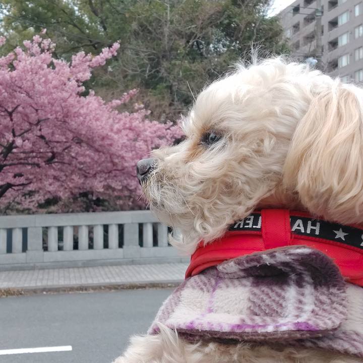 67338612 7125 45bf bf5c e9838c3dc869 1709856602501