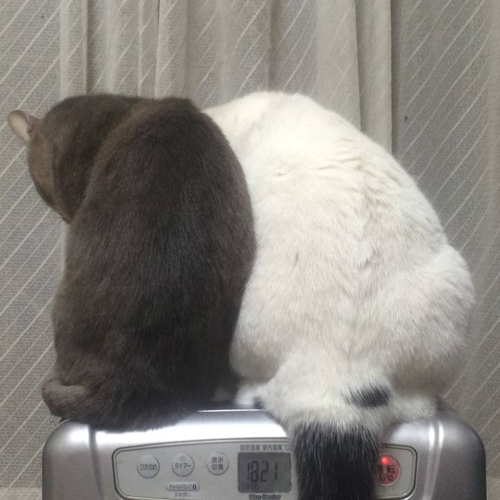 673c1454 806f 4a61 8ff3 b0d3231e10c3 1544009142487